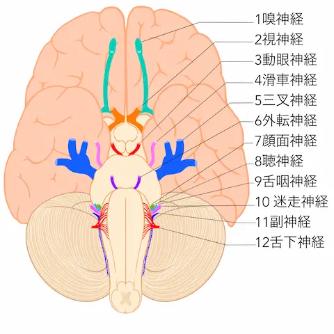 脳神経の図
