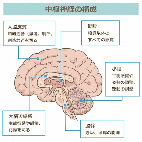 脳の構成